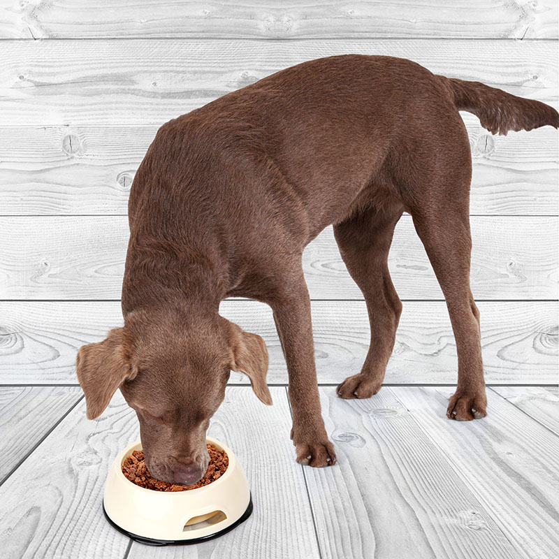 Edupet dog bowl with lid portion